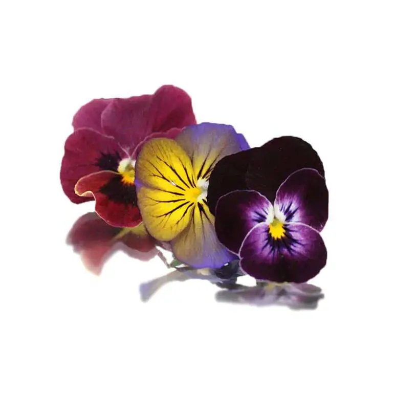 collins-nurtured-Violas flowers.webp
